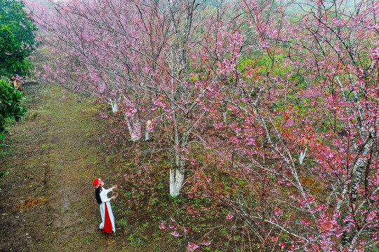 Điểm check-in giữa mùa hoa anh đào ở Măng Đen