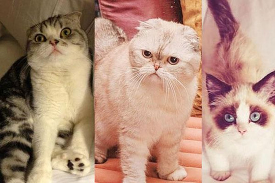 Dàn mèo 'hoàng thượng' nhà Taylor Swift sở hữu 97 triệu USD