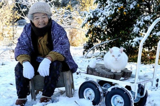 Ngắm lại bộ ảnh đẹp về chú mèo nổi tiếng nhất nước Nhật