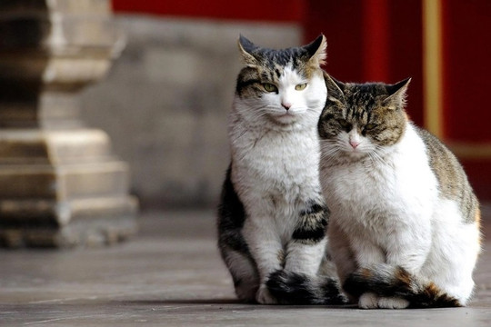 Những chú mèo nắm giữ trọng trách bảo vệ di sản văn hóa - nghệ thuật