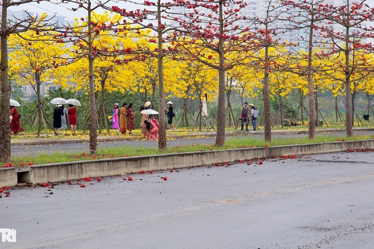Hà Nội sẽ trồng mới 250.000 cây bóng mát trên các tuyến đường giao thông
