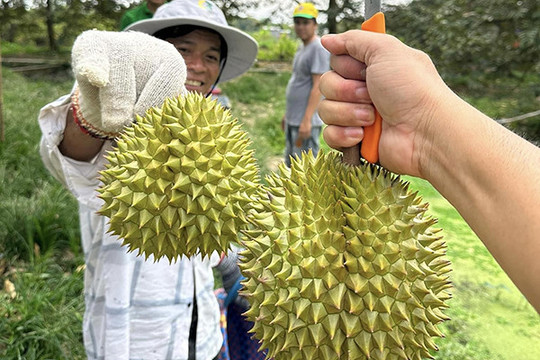 Thương lái ráo riết gom hàng đưa sang Trung Quốc, giá sầu riêng cao kỷ lục