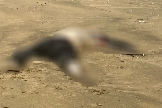 Hai thi thể phân hủy nặng trôi dạt vào bờ biển