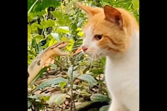 Hình ảnh động vật nổi bật: Mèo phản ứng nhanh trước cú mổ cự ly gần của rắn