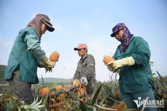 Thị trường Trung Quốc khó tính ngang Mỹ, đừng ‘gò ép’ số lượng mà quên chất lượng