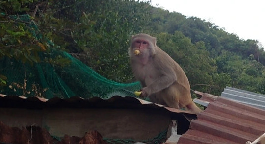 Đàn khỉ hàng trăm con tràn xuống quậy phá nhà dân