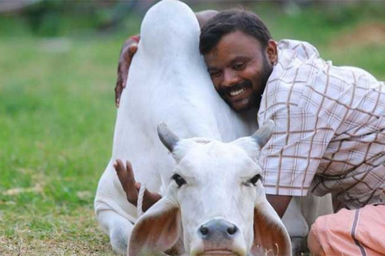 Lý do Ấn Độ kêu gọi người dân ôm bò trong ngày Valentine