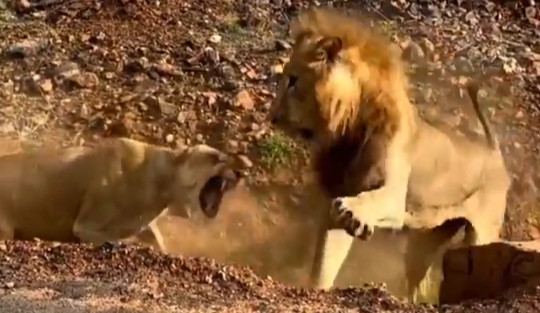 Hình ảnh động vật nổi bật: Sư tử đực hốt hoảng khi con cái nổi cơn thịnh nộ