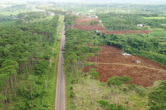 Hàng nghìn cây thông non bị hủy hoại trên đất rừng vừa thu hồi