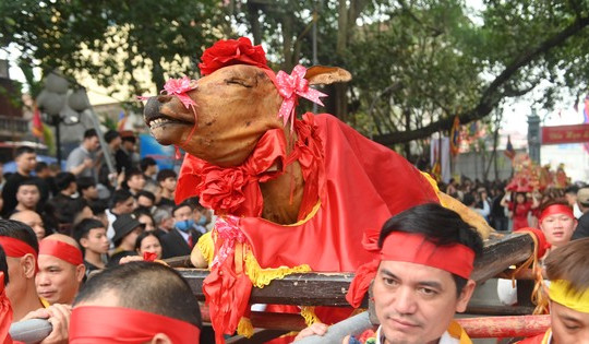 Lễ hội độc đáo: 4 trai tráng khiêng 1 con bò thui bọc lụa đi khắp làng