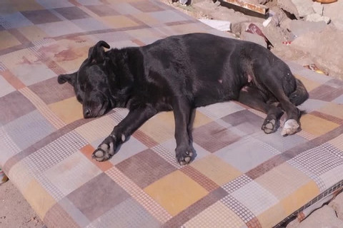 Chú chó ngóng chủ bị mắc kẹt dưới đống đổ nát ở Thổ Nhĩ Kỳ suốt 5 ngày