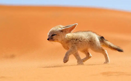 Không cần uống nước, đây là loài vật có thể sống tốt trên sa mạc