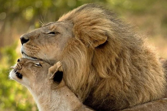 Chùm ảnh đẹp về tình yêu của các loài động vật trong tự nhiên