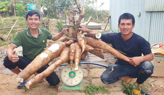 Độc lạ: Củ mì siêu to khổng lồ, nặng gần 70 kg ở Kon Tum