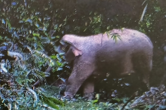 Phát hiện cá thể voi 70 tuổi chết trong rừng sâu
