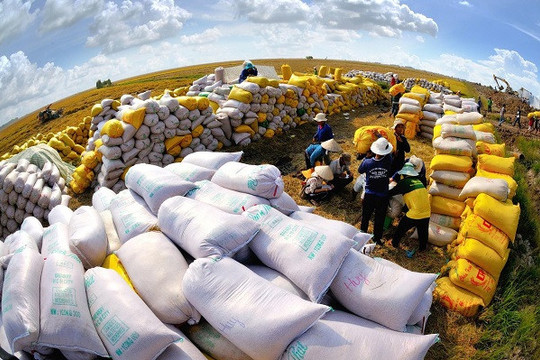 Thu mua 10.000 tấn gạo cần 150-200 tỷ, doanh nghiệp thế chấp hết tài sản vẫn thiếu vốn