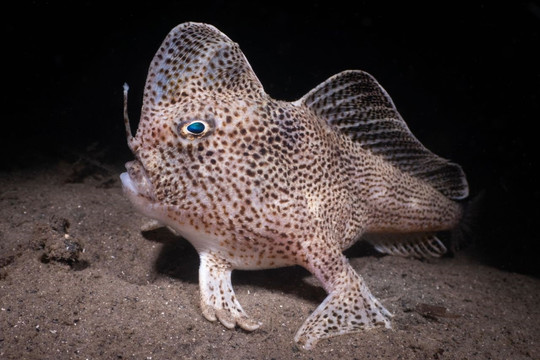 Nhiếp ảnh gia Pháp chụp được hình loài cá đi bằng tay