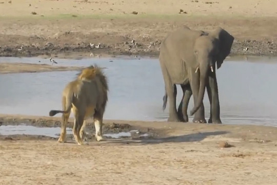 Cái kết bi thảm của voi con lạc đàn khi vô tình chạm trán sư tử