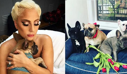 Lady Gaga bị kiện vì 'quỵt' 11 tỷ tiền chuộc cho kẻ trộm thú cưng