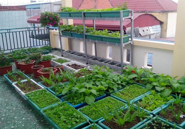 Bí quyết chọn chậu trồng rau trên sân thượng‏