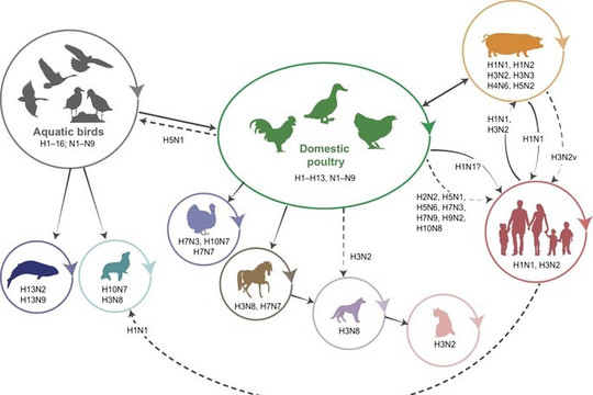 Nguy cơ cúm gia cầm H5N1 xâm nhập Việt Nam rất gần