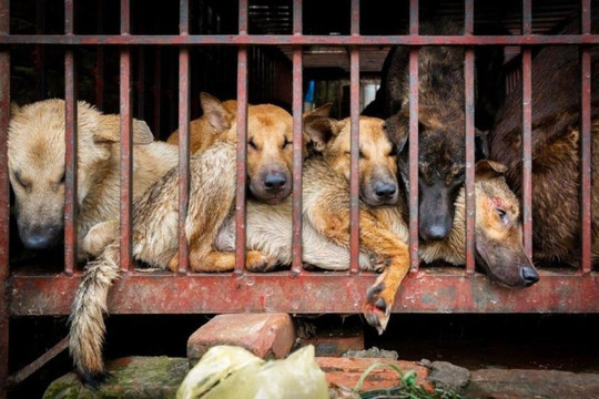 Hàng trăm báo cáo cầu cứu về nạn buôn bán thịt chó mèo