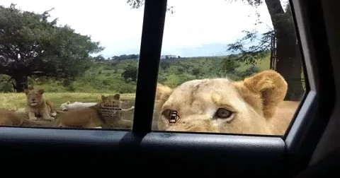 Sư tử mở cửa xe ô tô khiến du khách khiếp vía