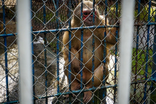 Những con vật cuối cùng trong vườn thú ở Đà Nẵng