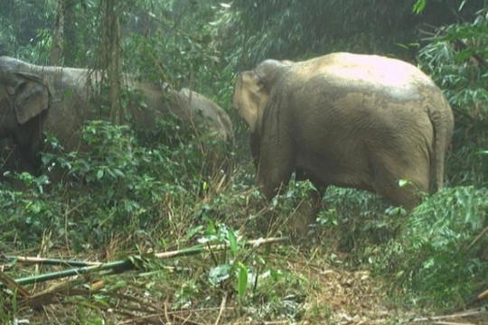 Bẫy ảnh phát hiện 2 cá thể voi rừng ở vườn quốc gia Vũ Quang