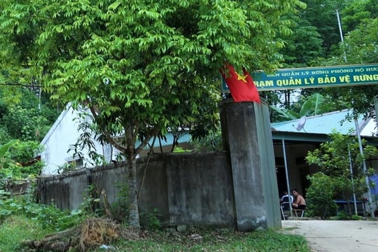 Gần 5ha rừng bị chặt phá chỉ cách trạm bảo vệ Rào Rồng 700m