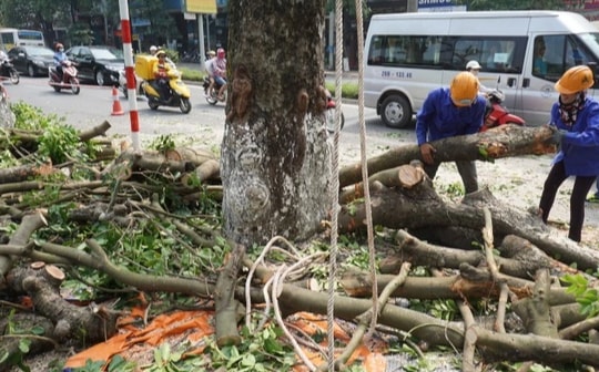 Quy định mới nhất về chặt hạ, dịch chuyển cây xanh ở Hà Nội