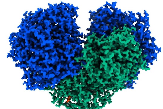 Australia phát hiện enzyme có thể biến không khí thành điện