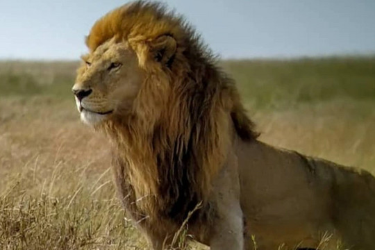 "Vua sư tử" nổi tiếng dũng mãnh của châu Phi bị đồng loại cắn chết