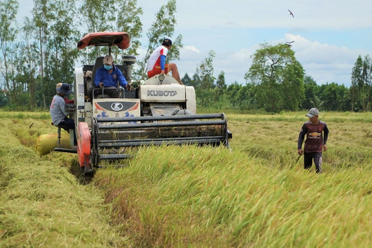 Làm thế nào để nông dân cường quốc lúa gạo giàu lên?