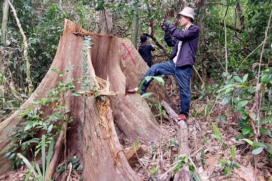 Cây rừng bị đốn hạ, Kiểm lâm Bình Định nói trách nhiệm do chủ rừng