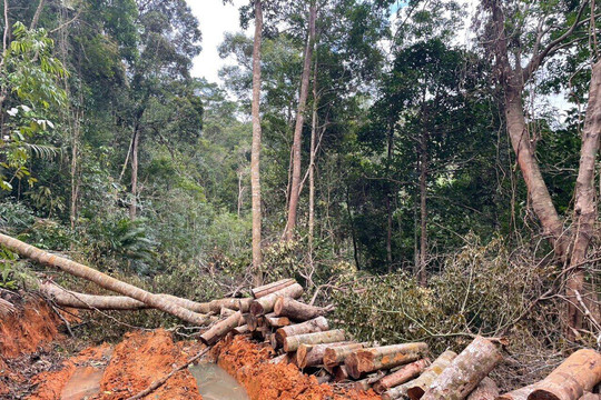 Khởi tố vụ lâm tặc ngang nhiên mở đường vào phá rừng ở Khánh Hòa