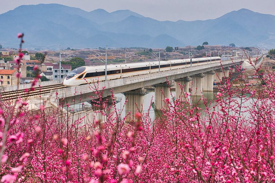 Xao xuyến trước đoàn tàu “mùa xuân” vượt qua biển hoa của Trung Quốc