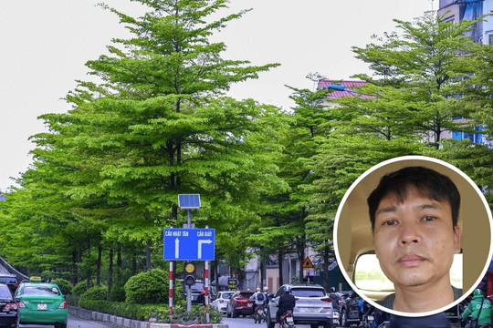 Hàng nghìn cây xanh nhập lậu từ Trung Quốc, được 'thổi giá' trồng ở Hà Nội