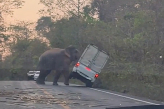 Khoảnh khắc kinh hoàng khi voi rừng chặn đường, hất nghiêng xe tải