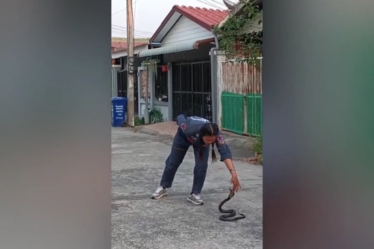 Nữ chuyên gia dùng tay không bắt rắn hổ mang cực độc và hung hãn