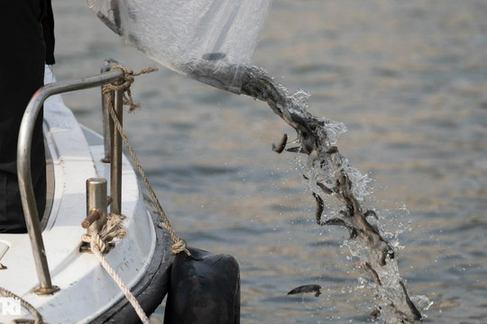 Hàng trăm nghìn cá, tôm, cua được thả xuống sông Sài Gòn
