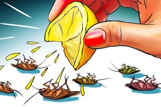 9 cách đuổi gián ra khỏi nhà vĩnh viễn không cần hóa chất