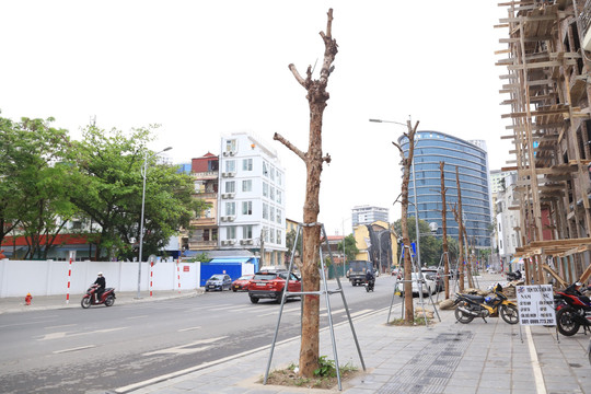 Hàng cây 2,5 tỷ nghi chết khô trên con đường mới thông xe ở Hà Nội