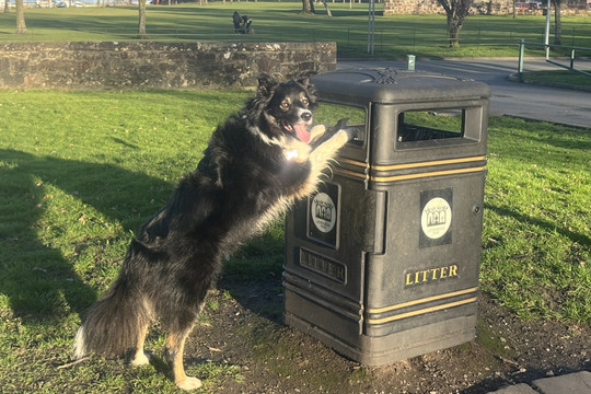 Trinny: Chú chó dọn vệ sinh công viên Scotland được trao bằng khen 