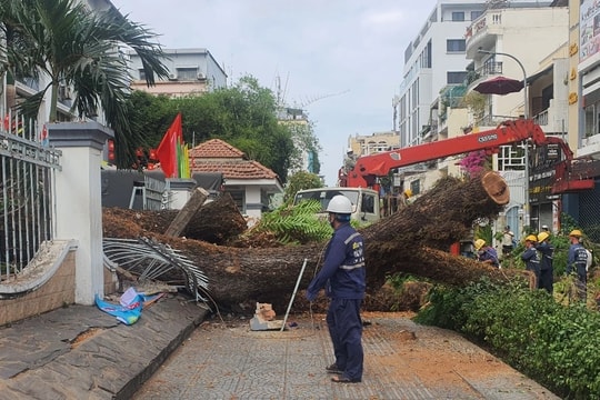 Lãnh đạo TPHCM chỉ đạo khẩn xác định trách nhiệm vụ cây xanh bật gốc