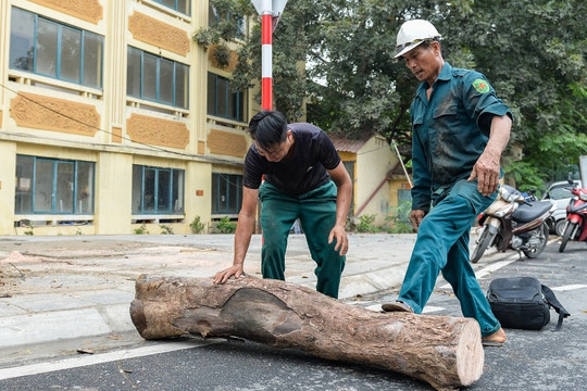 Hà Nội: Nhổ bỏ hàng loạt cây xanh chết khô trên tuyến đường 340 tỷ đồng