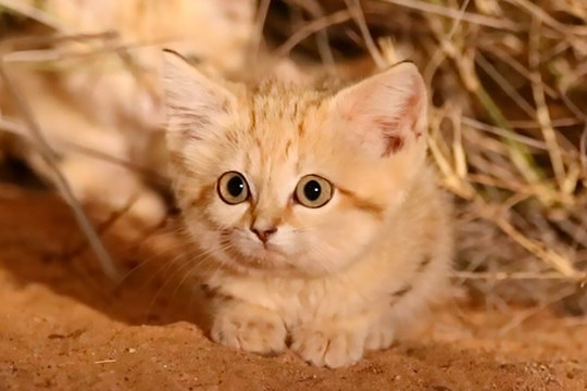 Những điều cực thú vị về Mèo Cát – Kẻ săn mồi trên sa mạc