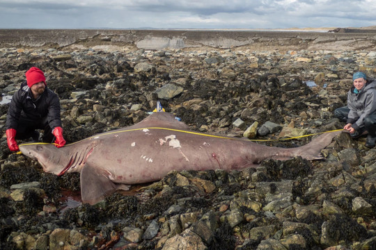 Loài cá mập quý hiếm được phát hiện mắc kẹt tại bãi biển Ireland