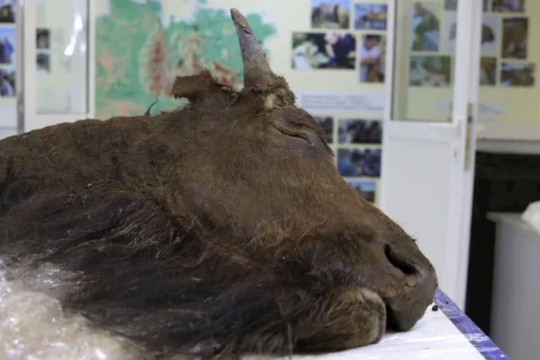 Bò rừng Cổ đại bị nhốt trong tảng băng suốt 9.000 năm