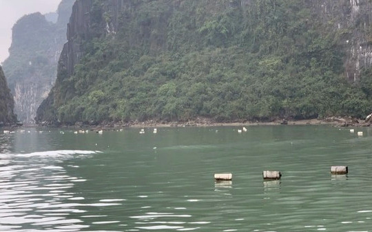Cục Di sản Văn hóa yêu cầu báo cáo vụ rác thải bẩn tràn lan vịnh Hạ Long